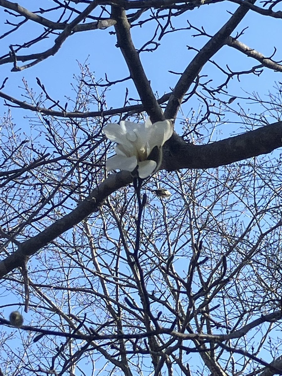 ♨️川湯ちゃんねる🐈（いつかきっと弟子屈&川湯温泉で） tweet media