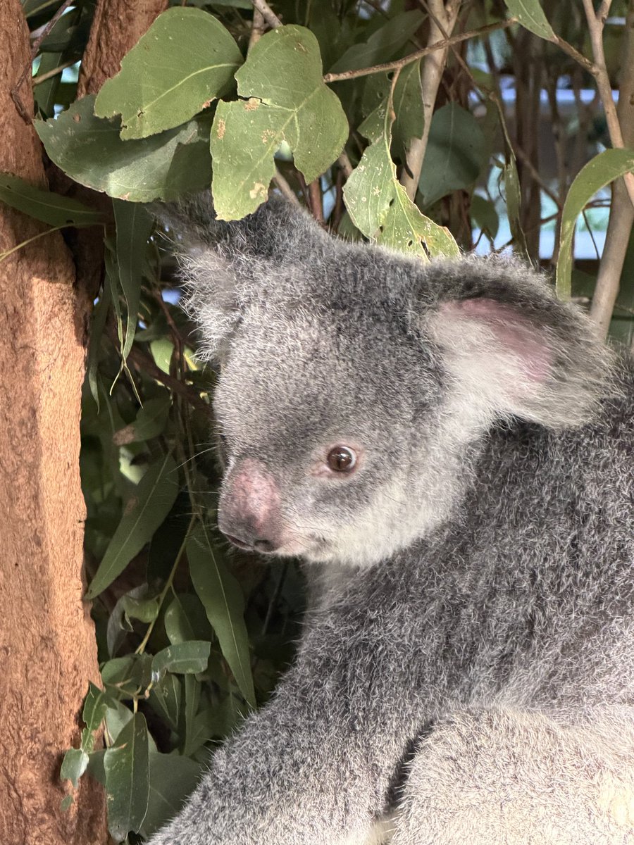 Bruskolab's tweet photo. Arrived in Australia for IDS2026 with an amazing welcome. https://t.co/W97idJee4p