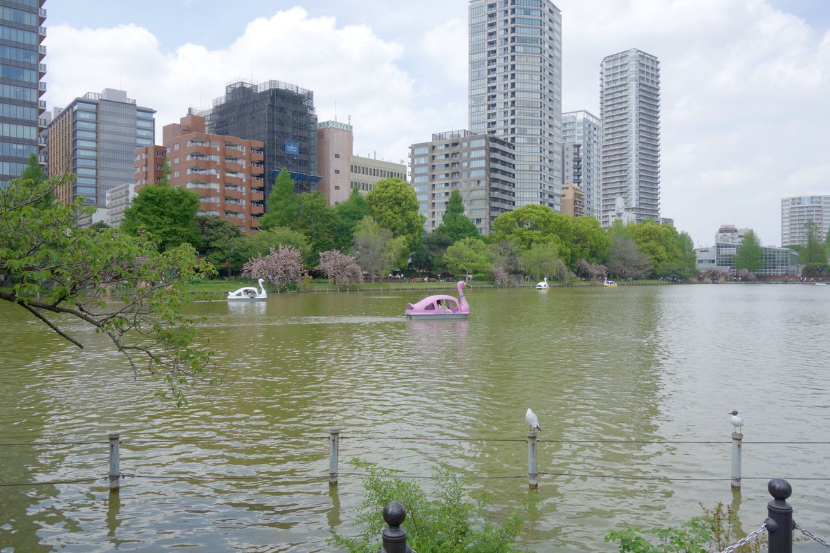 ねぎぬき tweet media