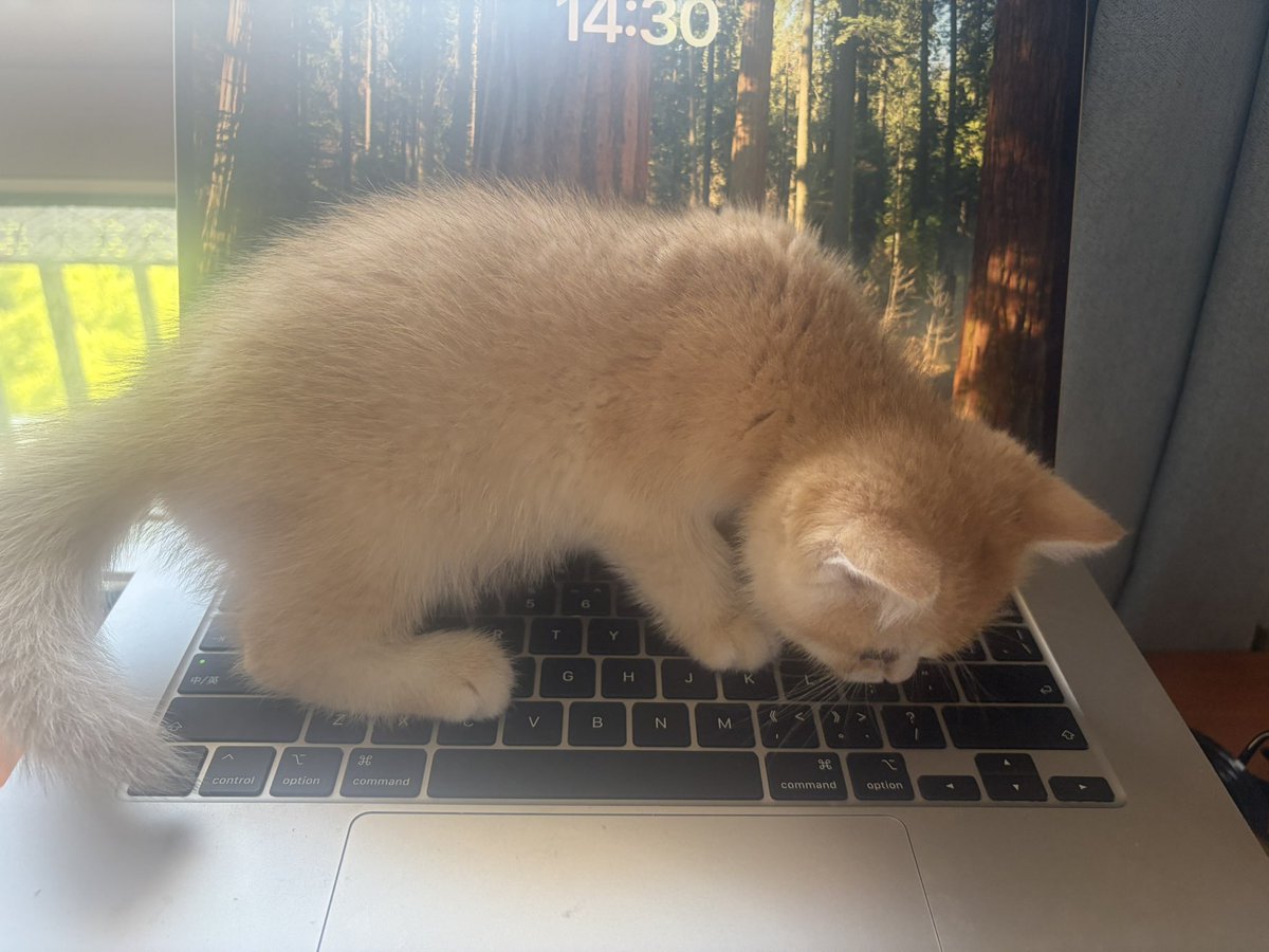 CryptoCat|猫姐🐈 tweet media