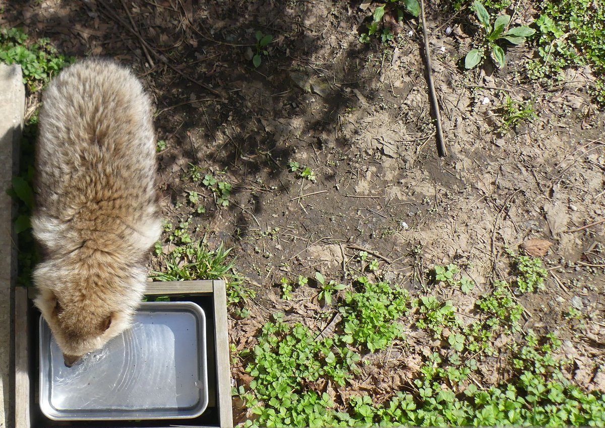 盛岡市動物公園 ZOOMO tweet media