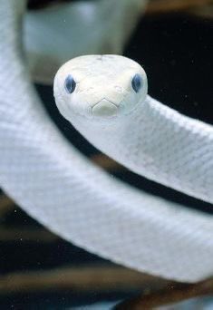 隆法堂/フォローで奇跡力UP@ユグドラシル第３章『リインカネーション』 tweet media