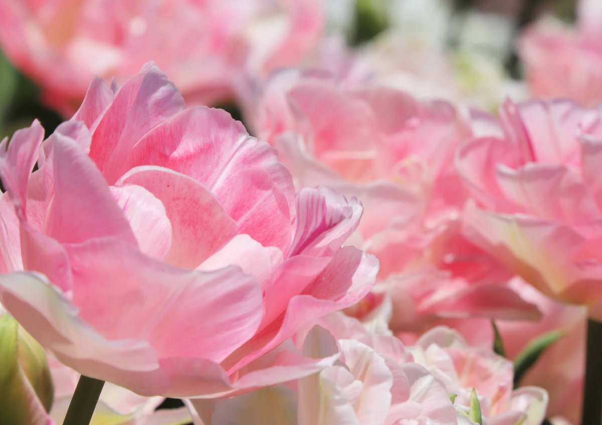 公園の花壇に咲いた、かわいらしいピンク色のチューリップ