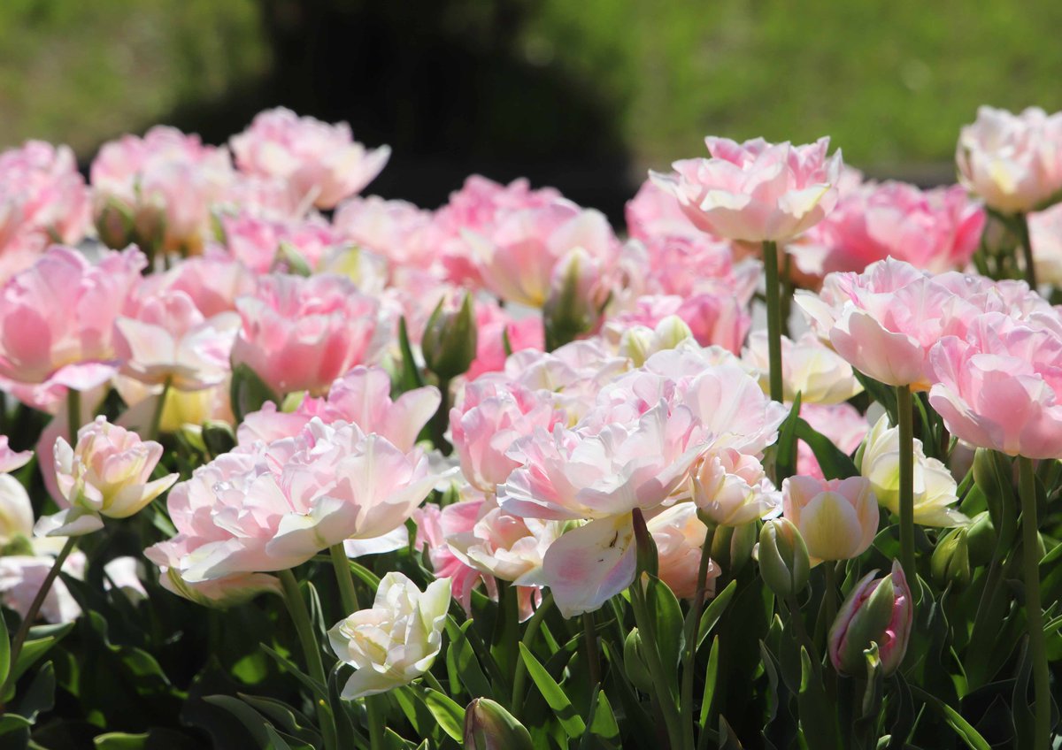 公園の花壇に咲いた、かわいらしいピンク色のチューリップ