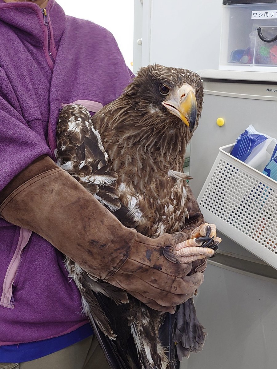 猛禽類医学研究所　齊藤慶輔 tweet media