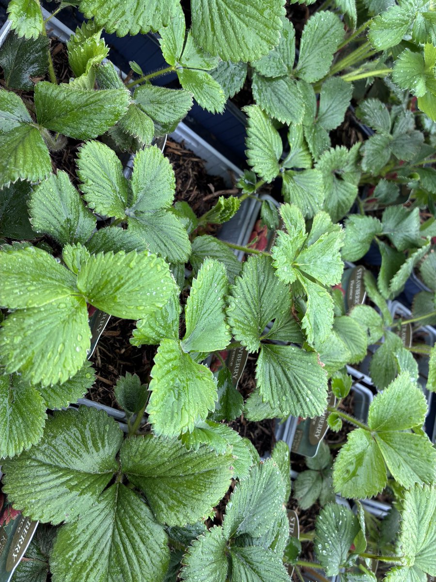 CallumWatson__'s tweet photo. Plenty of flowers on the strawberries 🍓 hopefully a could crop 😁 https://t.co/c2Cif1I4Dr