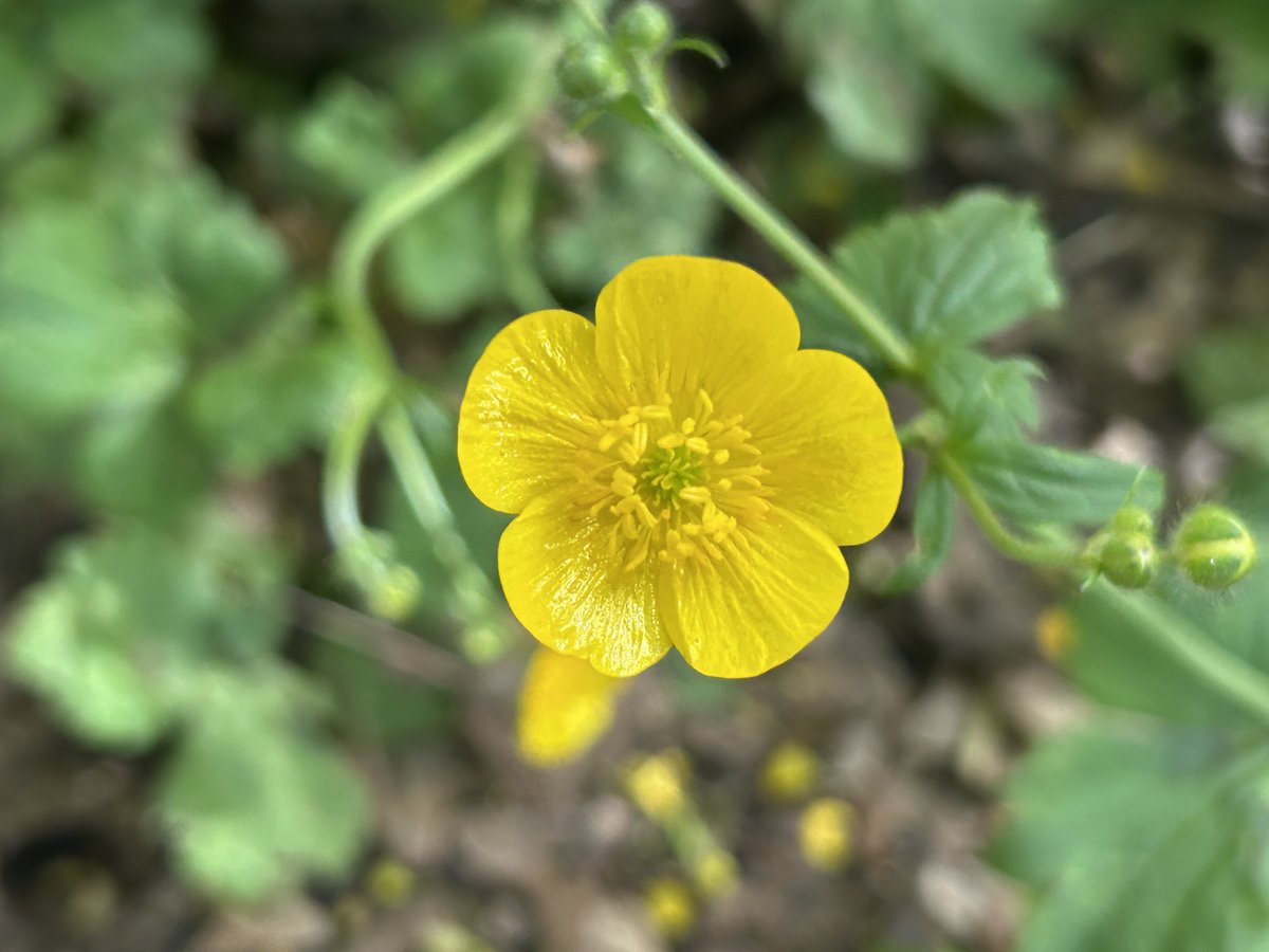 manuelacasasoli's tweet image. From my hikes…

Spring colors in my region.🌼

Umbria - 2026

Have a good day!

#hiking #adventures #nature #flowers