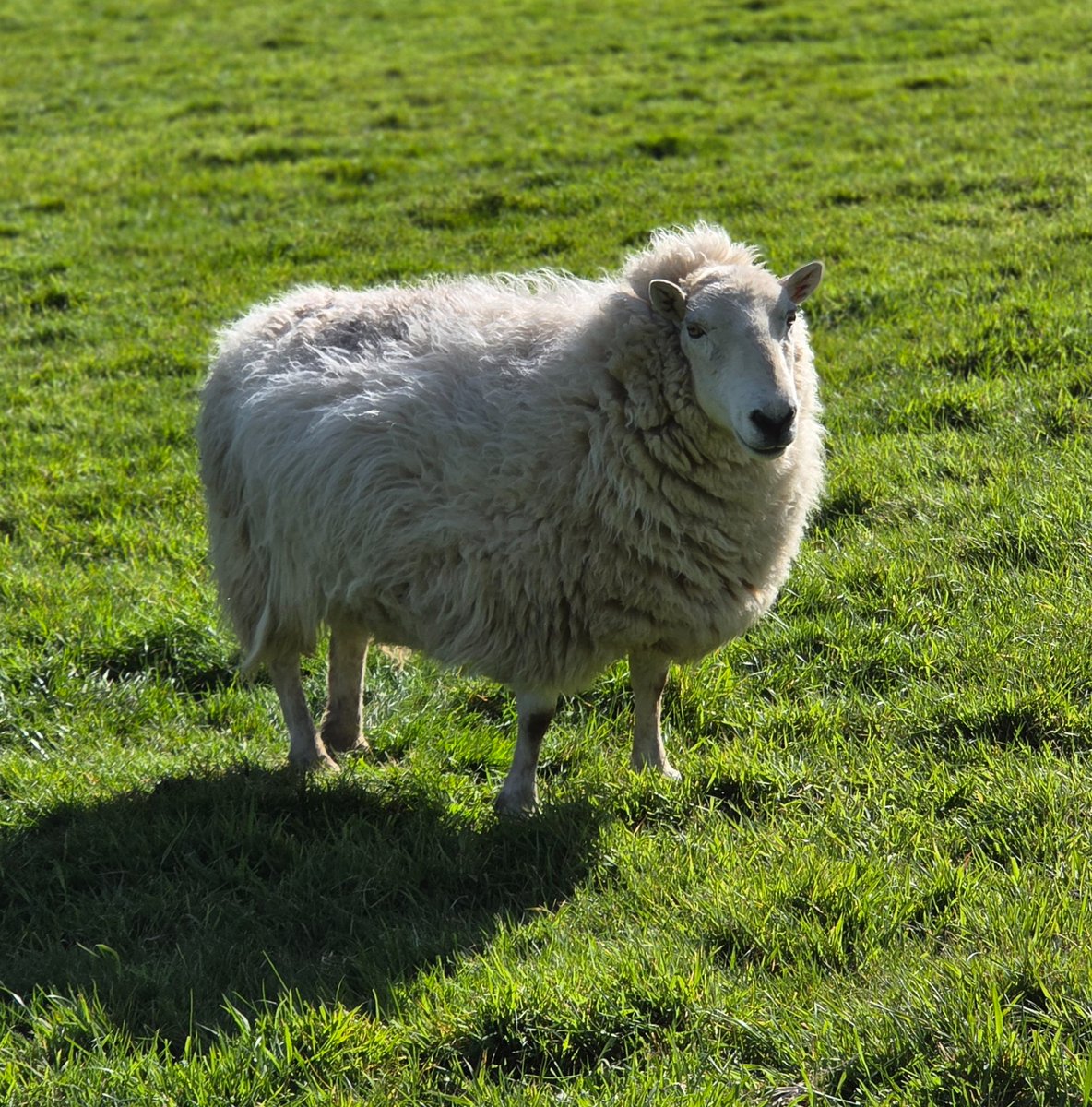 The Woolly Patchwork Sheep Sanctuary tweet media