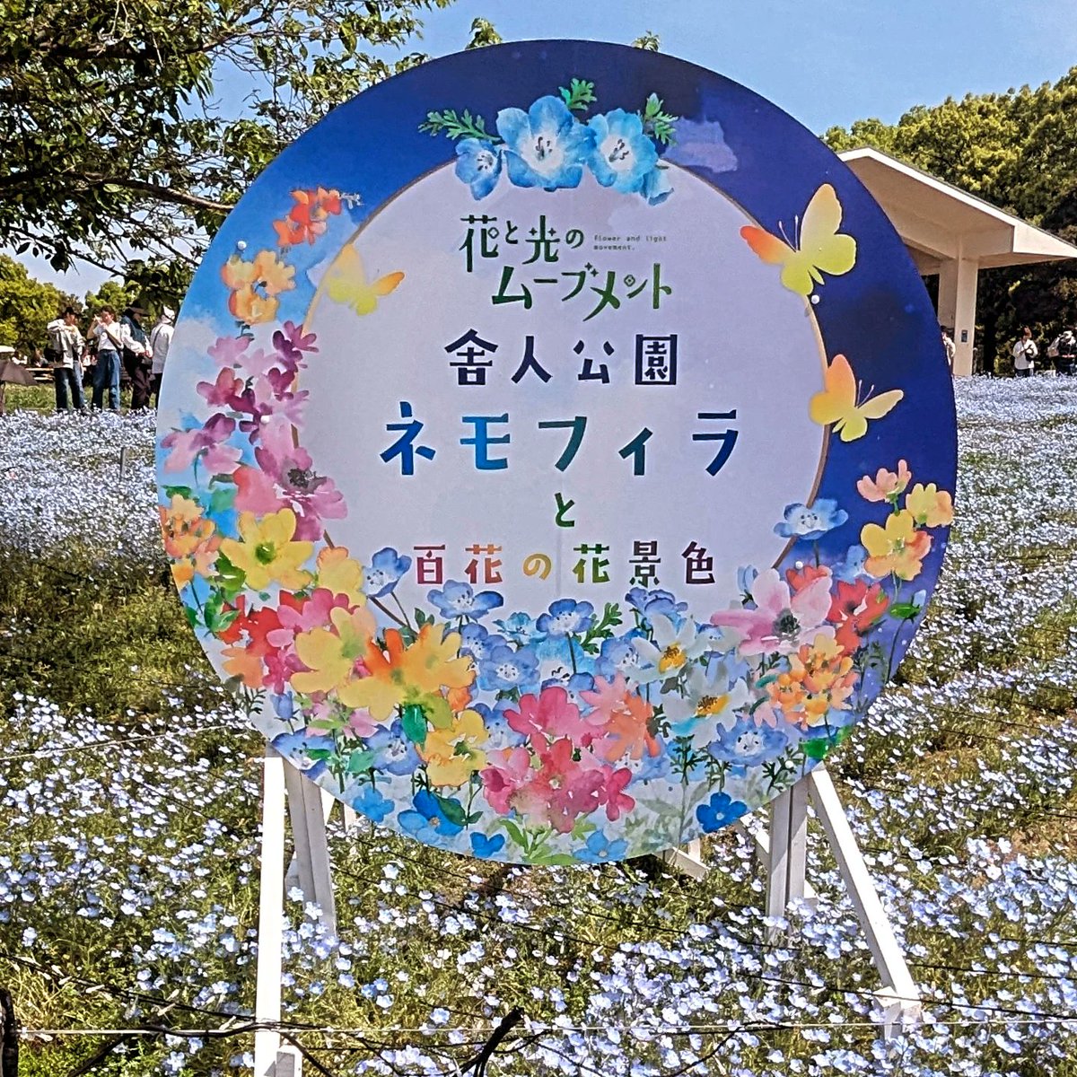 naokobba's tweet photo. 晴れて☀25℃超えだけど、湿気が少なくてお花見日和

#舎人公園 #ネモフィラ https://t.co/nqigvnlBYr