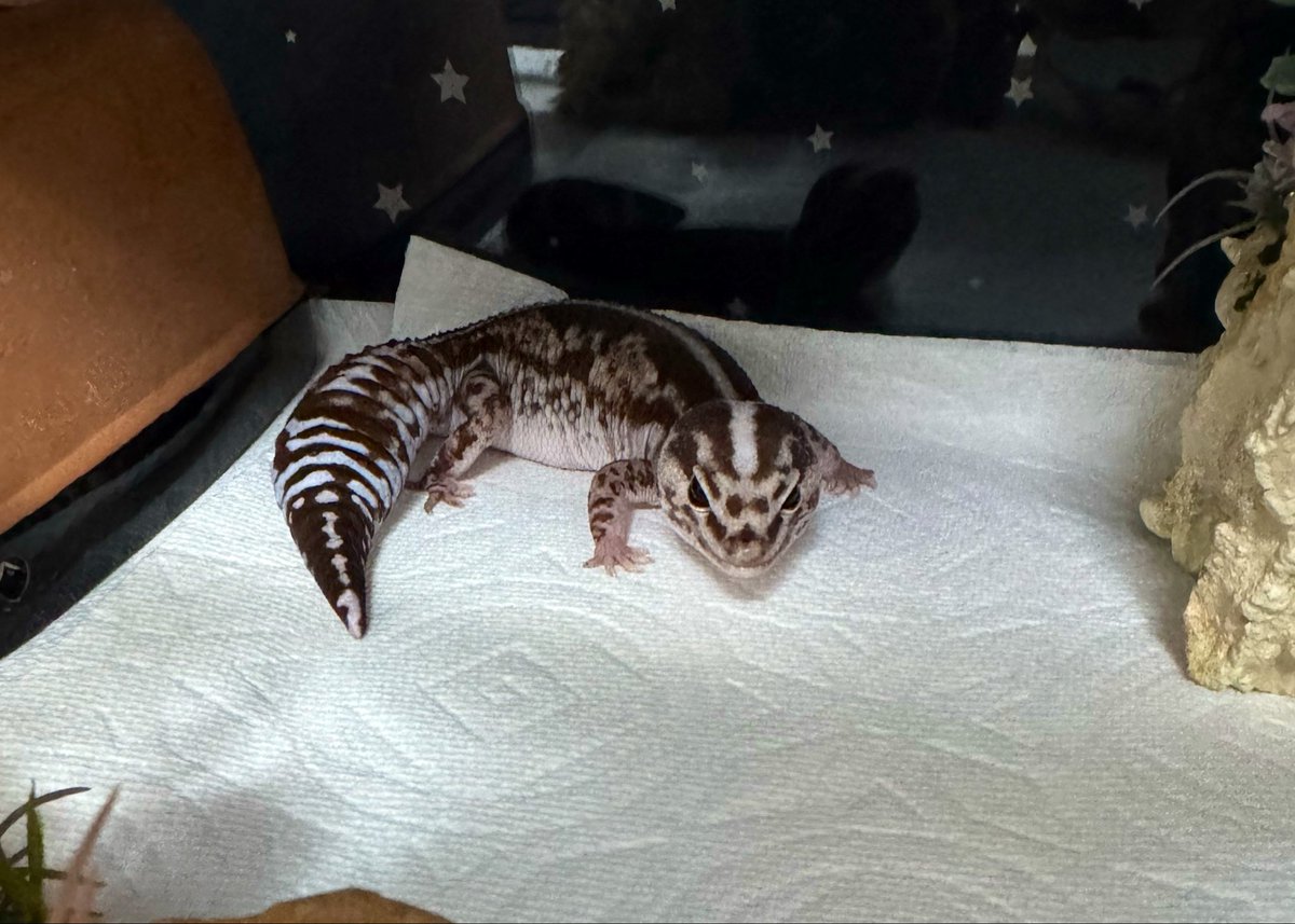 gecko_sky's tweet photo. どっしり構えて餌を待つ伽羅蕗。 https://t.co/Bkqd916eGU