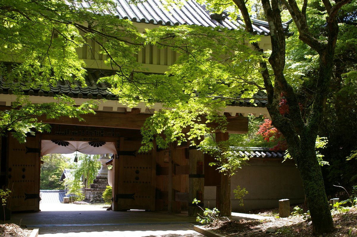 雲の上は青空 tweet media