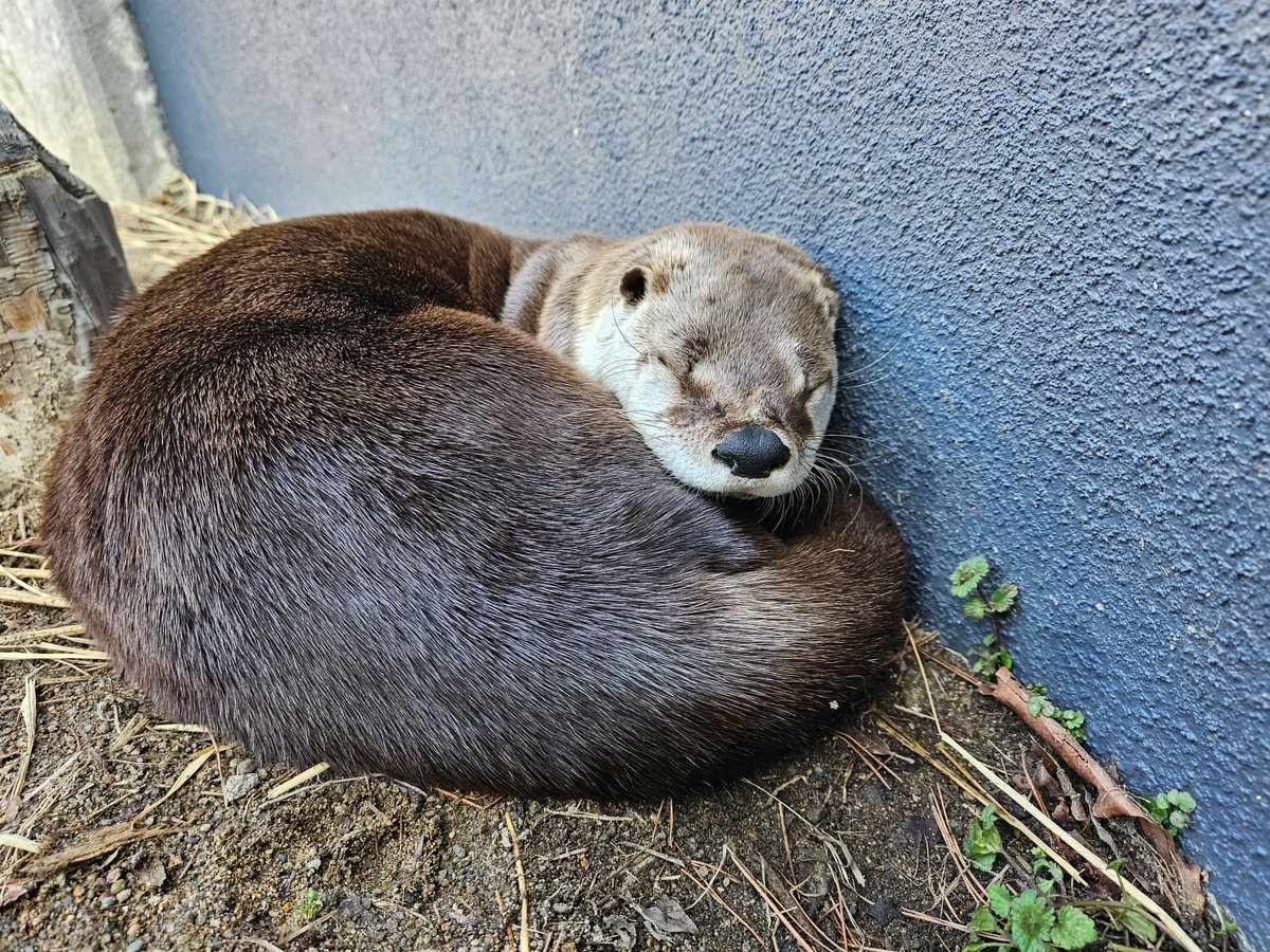 盛岡市動物公園 ZOOMO tweet media