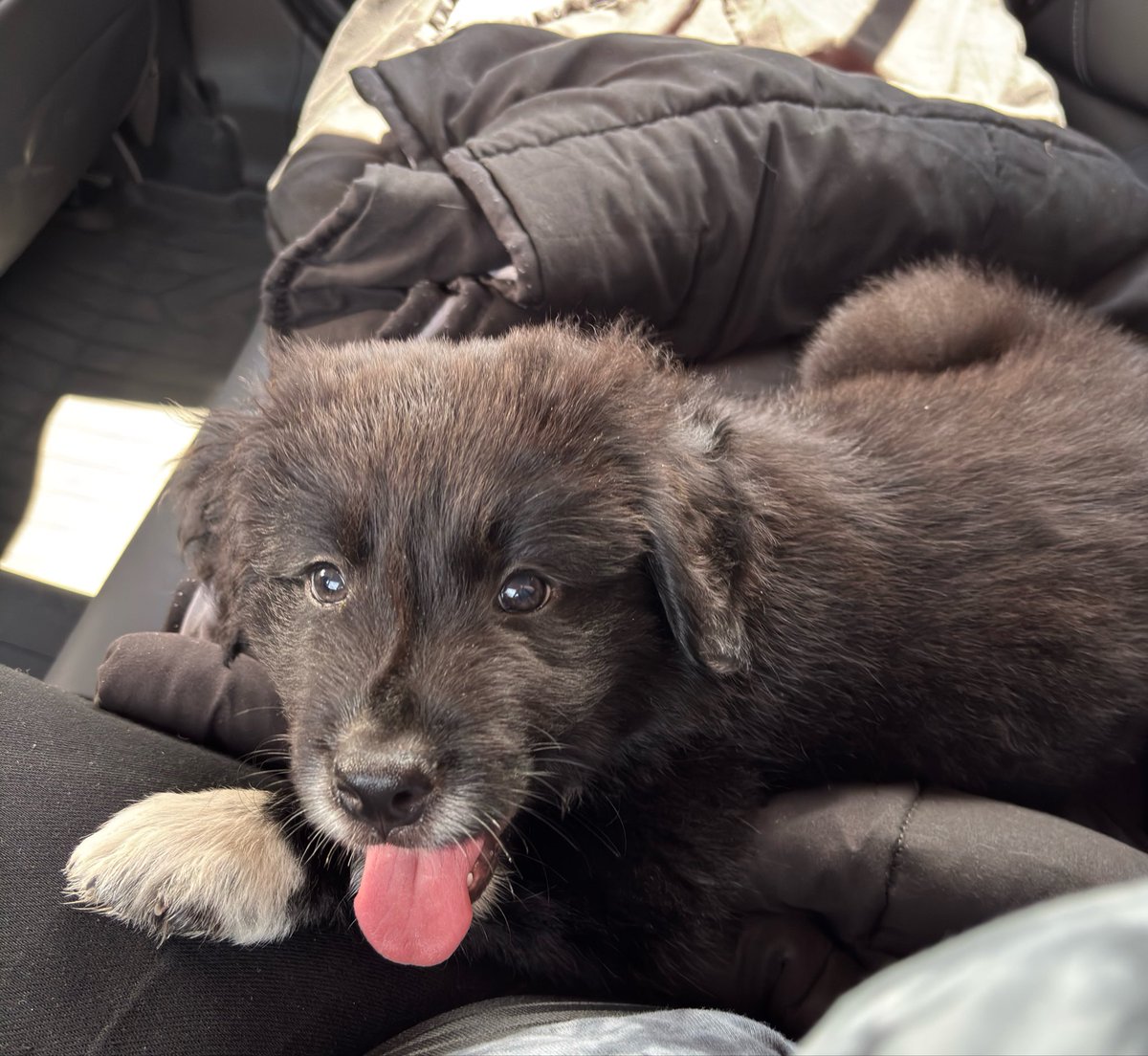 TypicalLisaAnn's tweet photo. @TypicalGamer here’s Dexter 🥰 https://t.co/iPBWa2dIeh