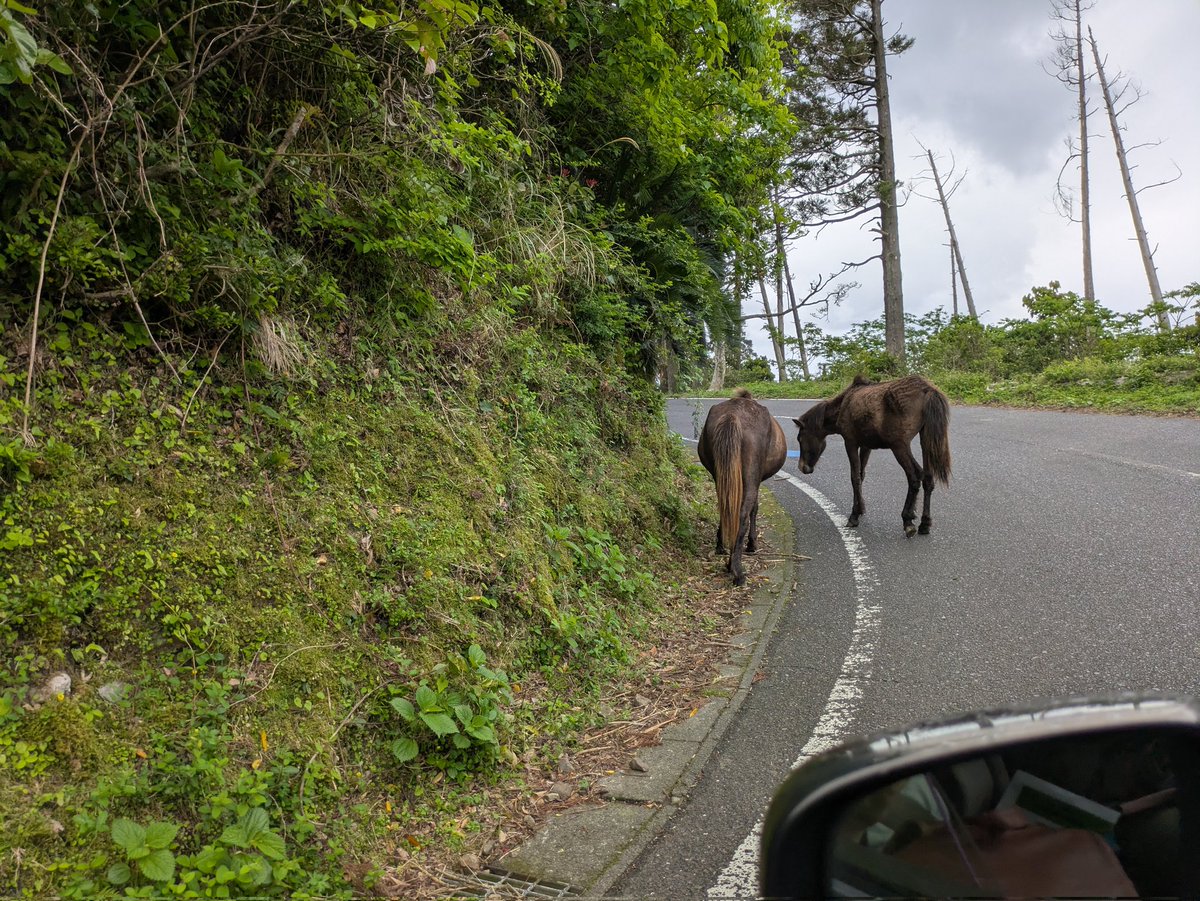 FF14_buronko's tweet photo. 野生のお馬さん https://t.co/5xmCqVfkhi