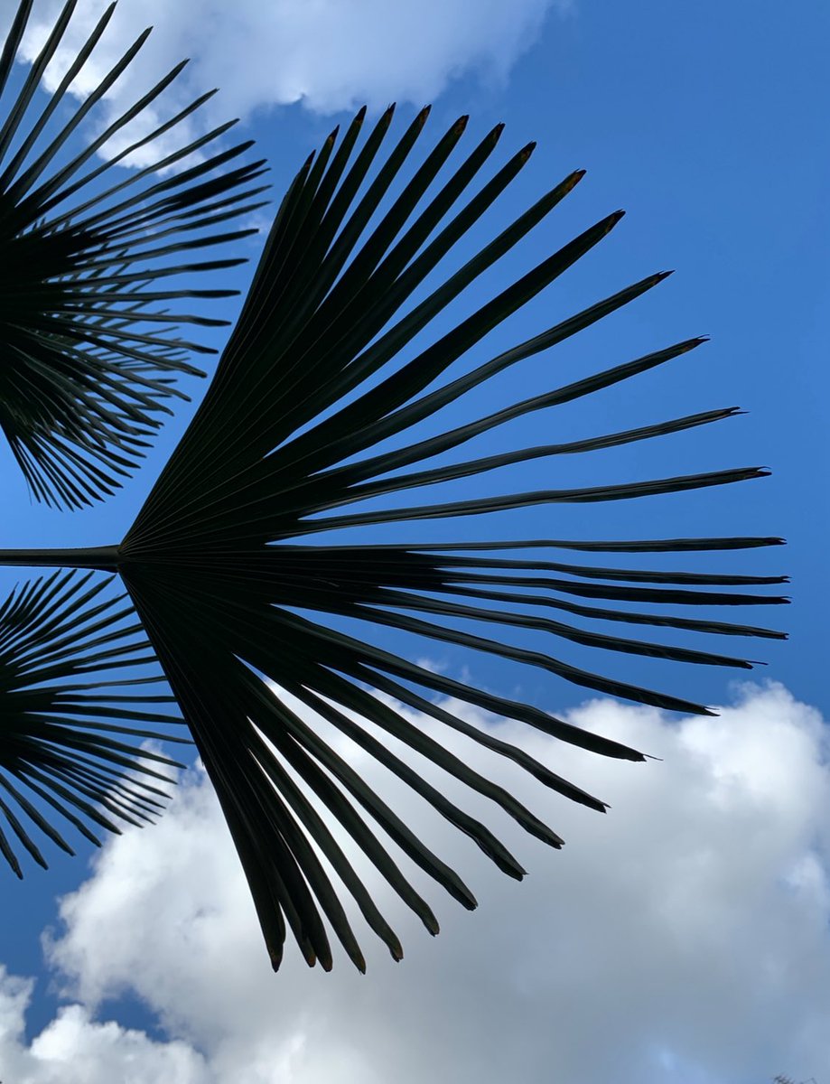 Chris 🌞 tweet media