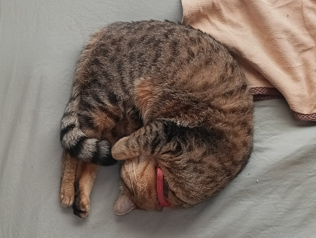 Studio Duck tweet media