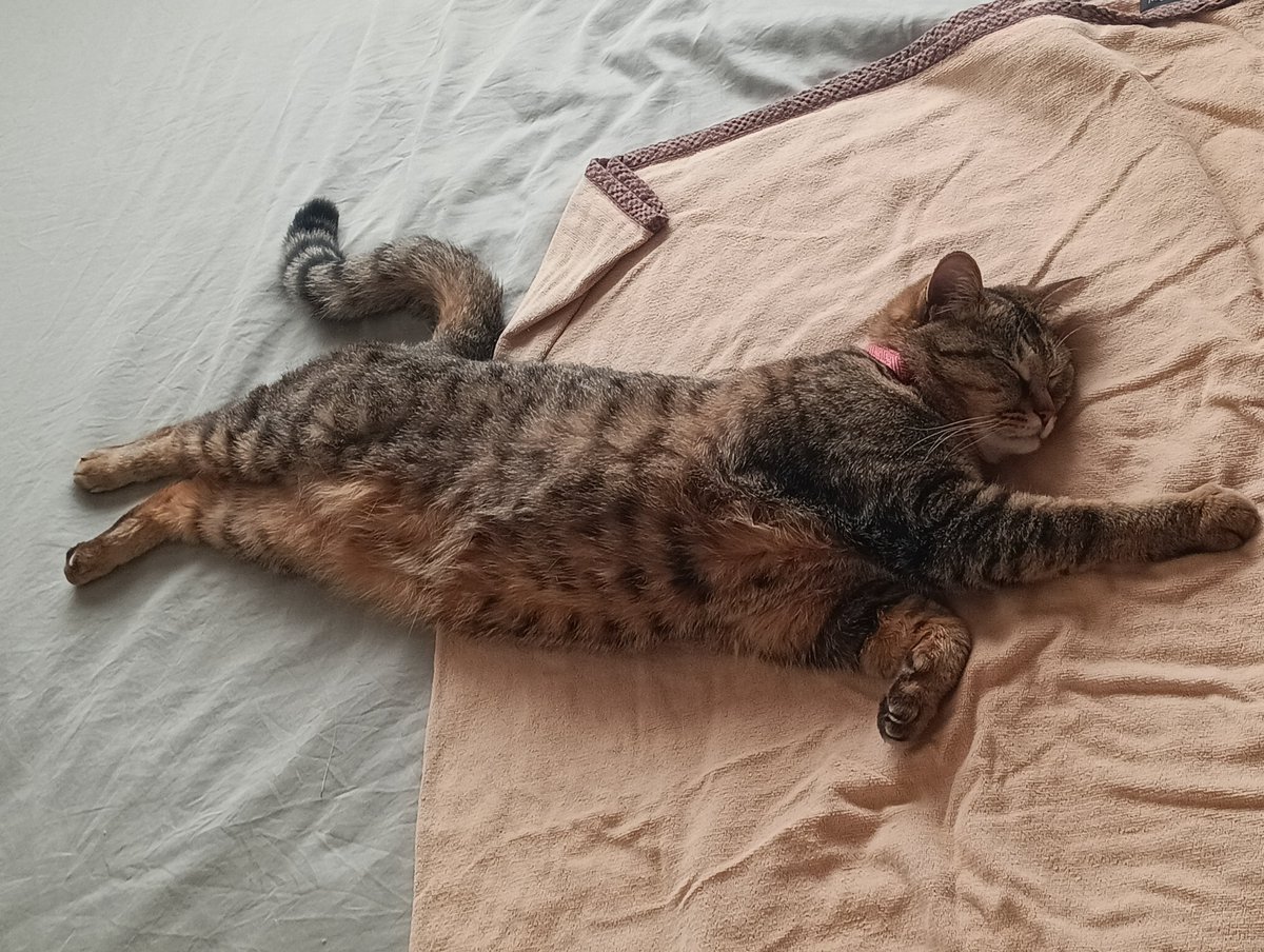 Studio Duck tweet media