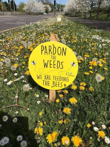 “Weeds are flowers too, once you get to know them”
Winnie the Pooh

Feed our bees 🐝
#BiodiversityCrisis