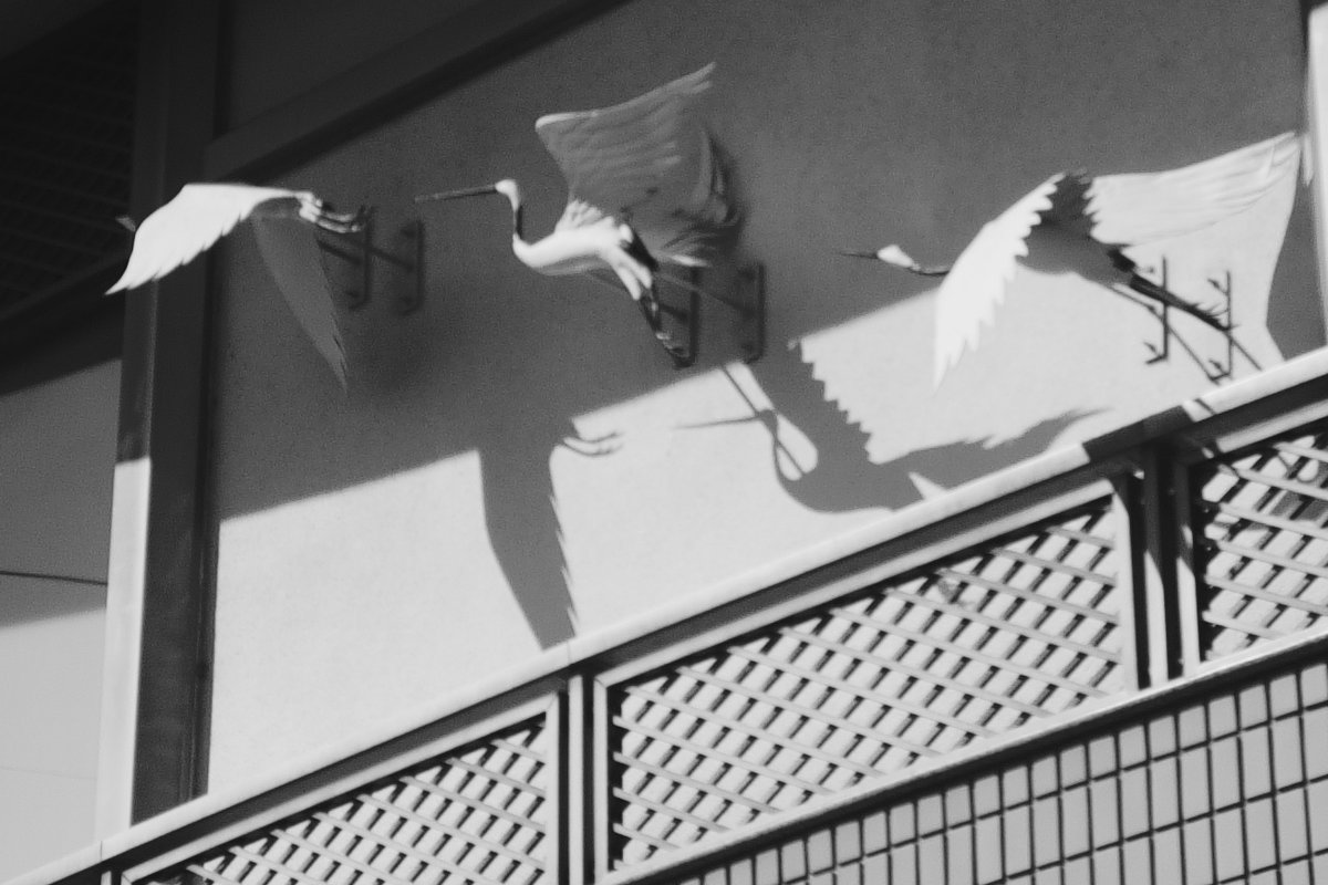 連なる白が

SONY ILCE-7M3(α7Ⅲ)
GIZMON Utulens f32mm F16

#写真好きな人と繋がりたい
#モノクロにするとかっこいい