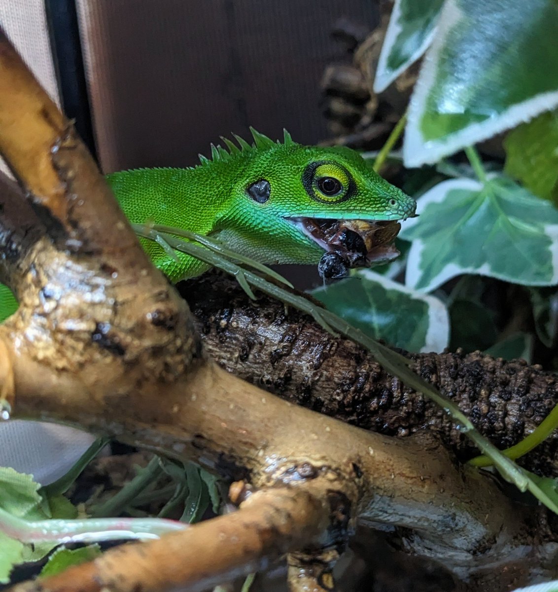 コグシカロテスどうですか？
カロテスやクシやモリドラゴンとか前時代的で良いでしょう？このテの種類は逃さないって点で飼育しやすいですよ。値段ですか？決めてませんけど高いものではないです。美しく樹上薄暗多湿入門としてコスパ良いですよ。
