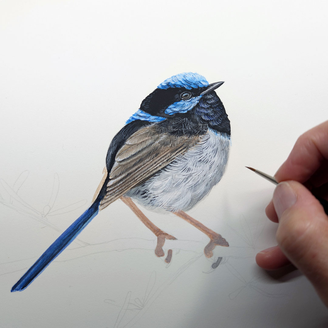 This little fairywren is looking better now with some fluffed up feathers! #fairywren #bird #birdart #painting