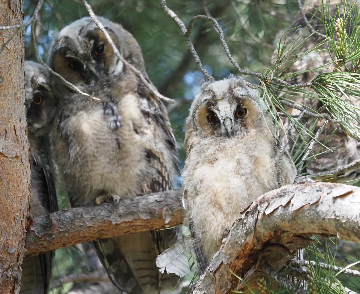 BCNbirding's tweet image. Extremadura 5/5. Only a couple of hours of birding before ending our tour in Madrid but enough to have Rock Sparrow, 5 Hawfinches, ruff views on Lesser Spotted Woodpecker, Iberian Green Woodpecker, 5 Long-eared Owls and some beautiful orchids.. #birding