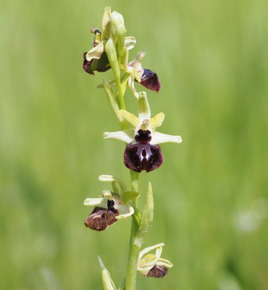 BCNbirding's tweet image. Extremadura 5/5. Only a couple of hours of birding before ending our tour in Madrid but enough to have Rock Sparrow, 5 Hawfinches, ruff views on Lesser Spotted Woodpecker, Iberian Green Woodpecker, 5 Long-eared Owls and some beautiful orchids.. #birding