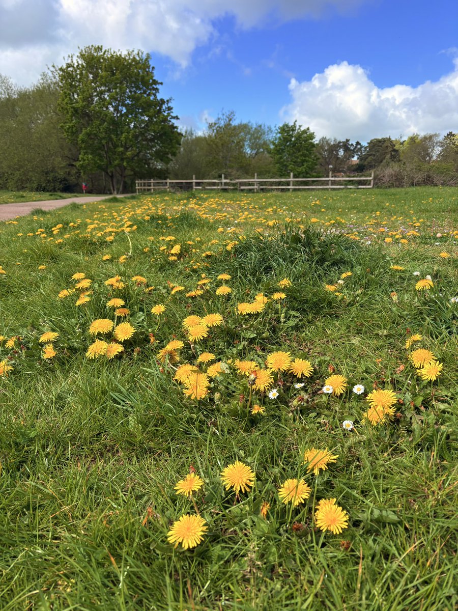 barbosavl's tweet image. #SundayYellow dandelions aplenty - photographed yesterday in a riverside meadow. #dandelions #wildflowers #meadows #spring