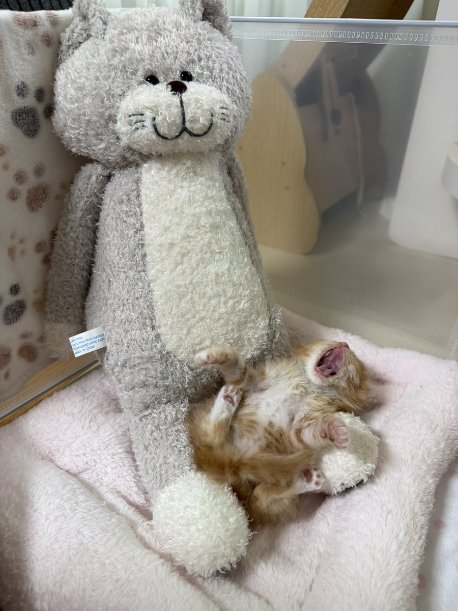 째앙금 tweet media