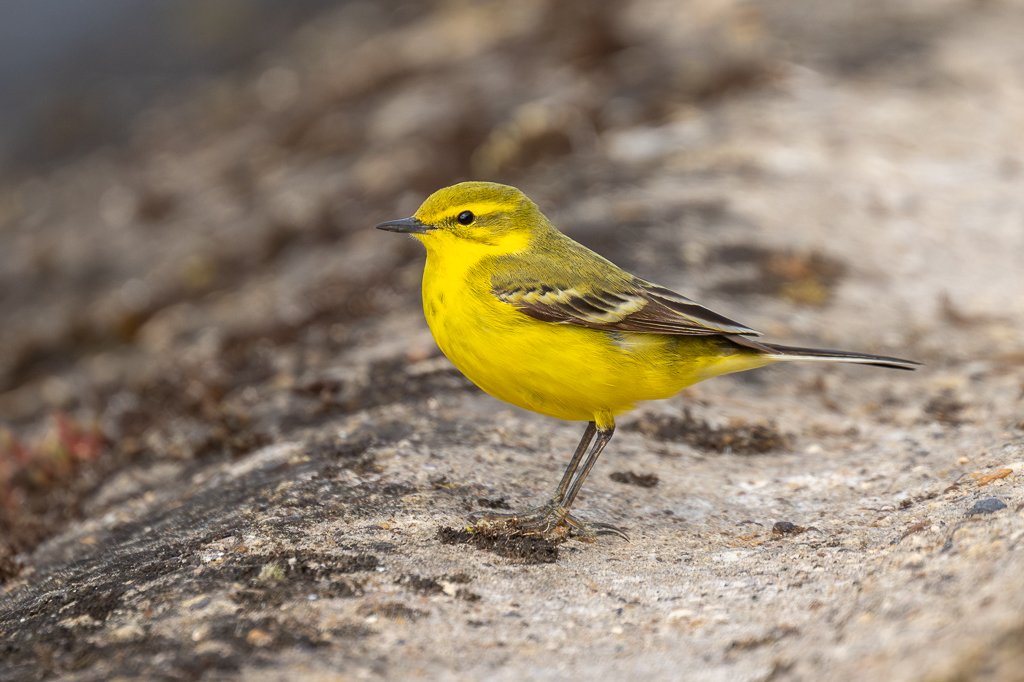 Steve Liptrot Photography tweet media