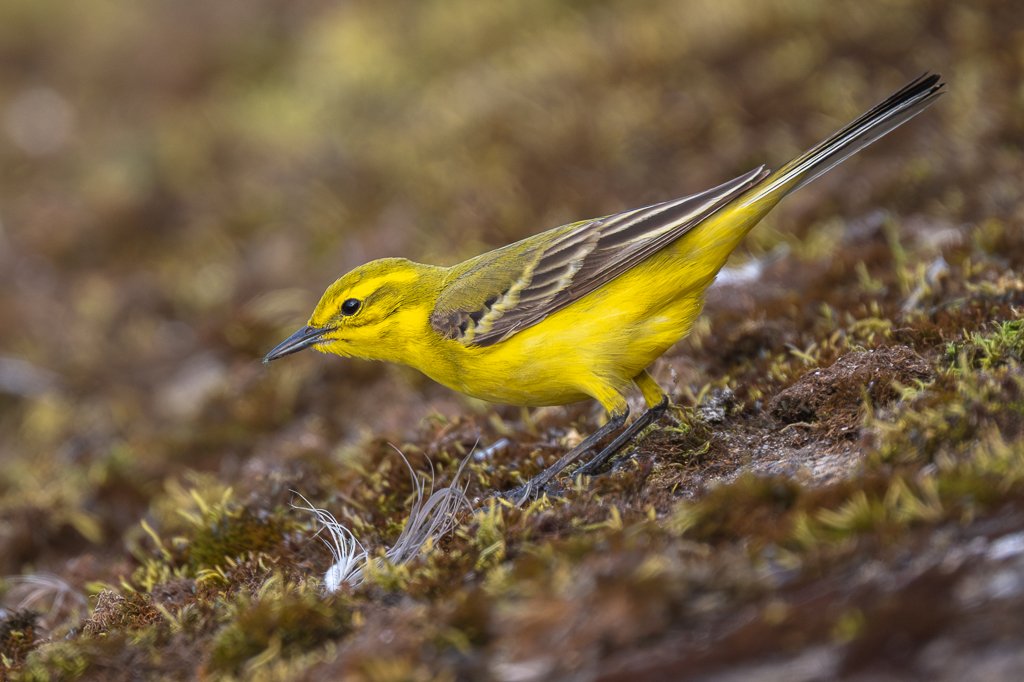 Steve Liptrot Photography tweet media
