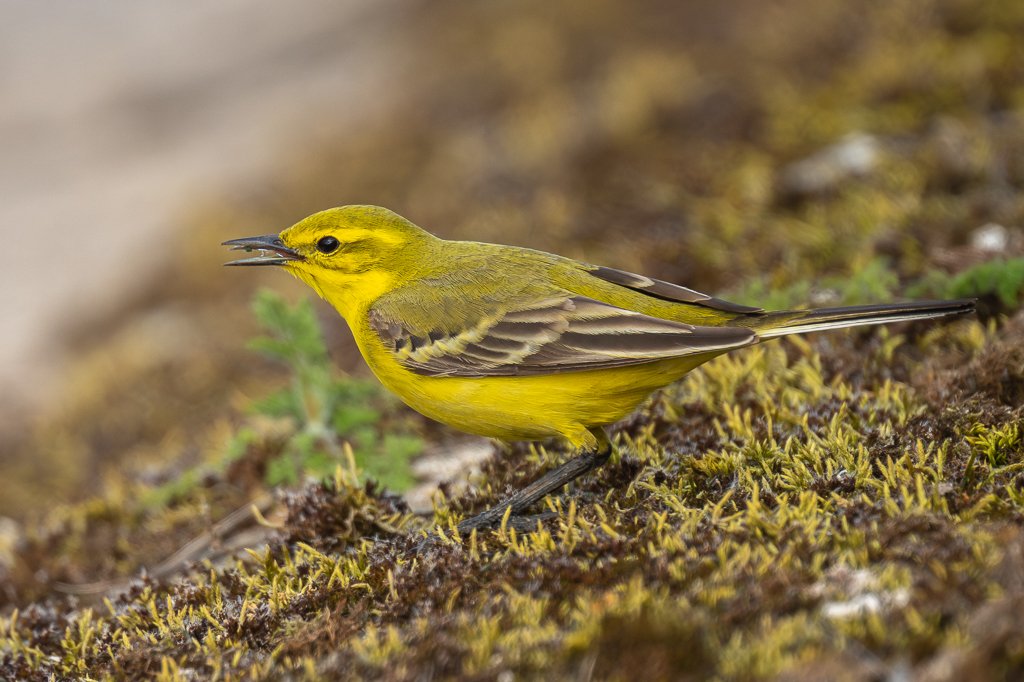 Steve Liptrot Photography tweet media
