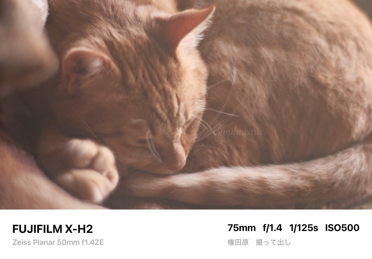 loqg78's tweet image. 昼寝してる隙に掃除しよ(・ω・｀)🧹

#fujifilm_xseries #XH2 #Zeiss #Planar50ZE #ノスタルトーン