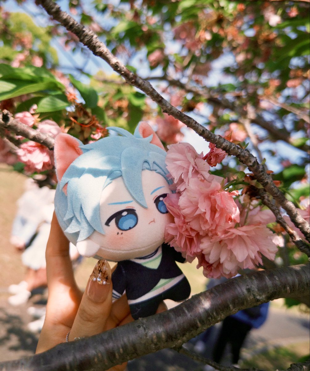 あまね🍡⸝⸝꙳ tweet media