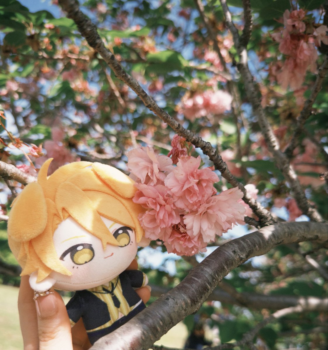 あまね🍡⸝⸝꙳ tweet media