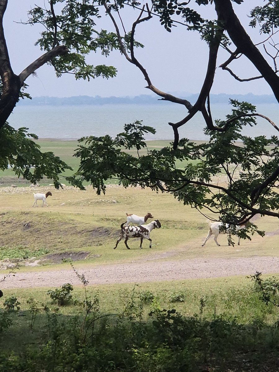 Yumiko Baeda 🦋 tweet media