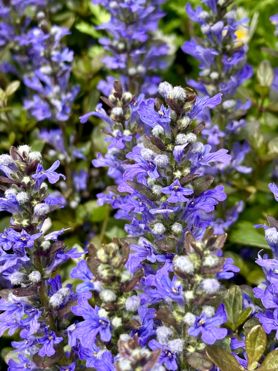 moremore tweet media