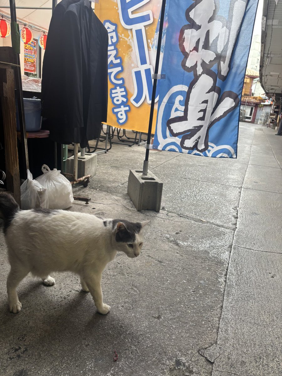 国際通りにいた動物たち。