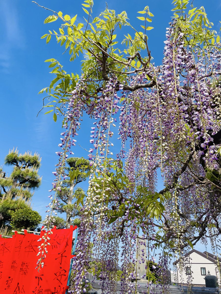 BuSuruga's tweet photo. 沼津市原の徳源禅寺の藤棚が見頃を迎えていました。青空に映えてます。 https://t.co/qlzHvenO8Q
