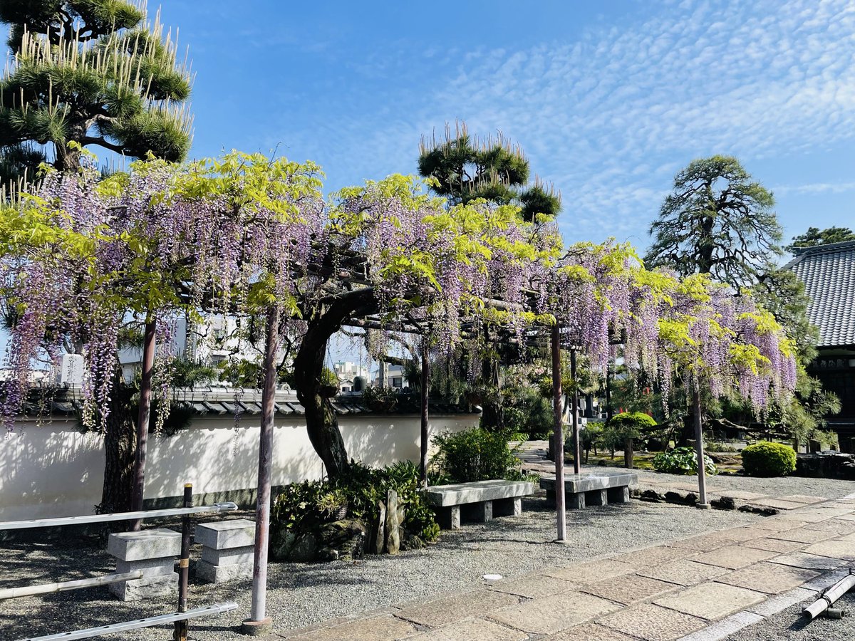 BuSuruga's tweet photo. 沼津市原の徳源禅寺の藤棚が見頃を迎えていました。青空に映えてます。 https://t.co/qlzHvenO8Q