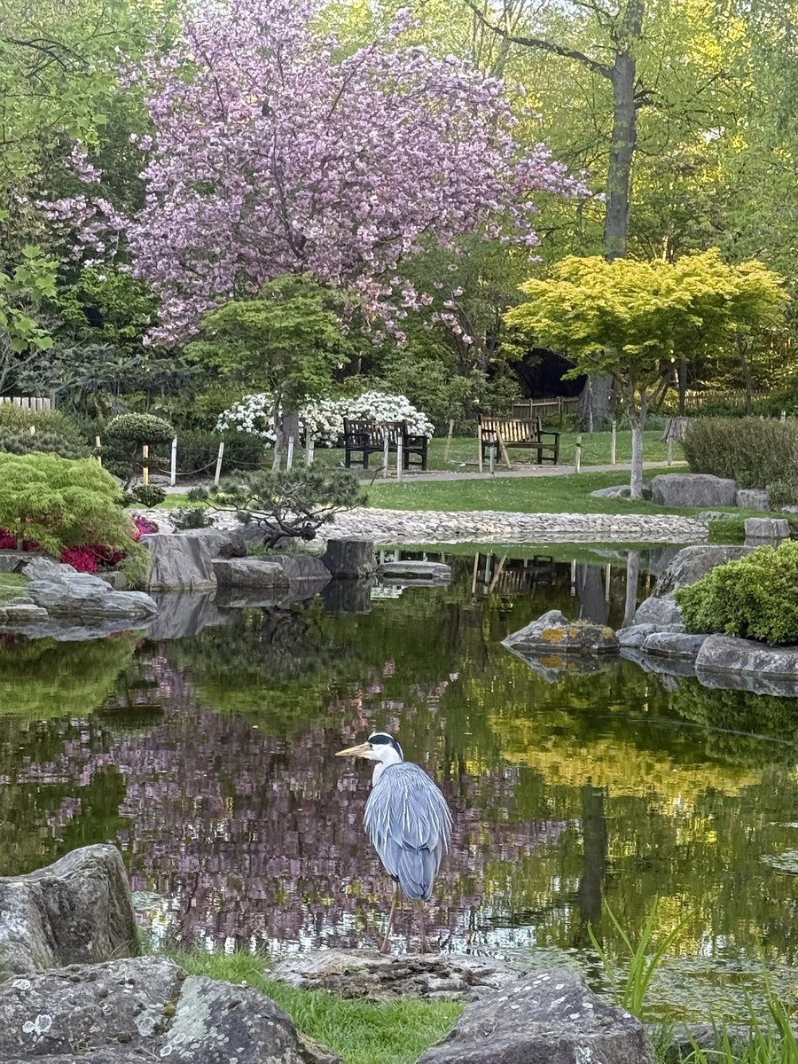 monty772011's tweet image. Morning! ☀️ Sunday London run 🏃‍♂️ through Holland Park #London #HollandPark #NewDay