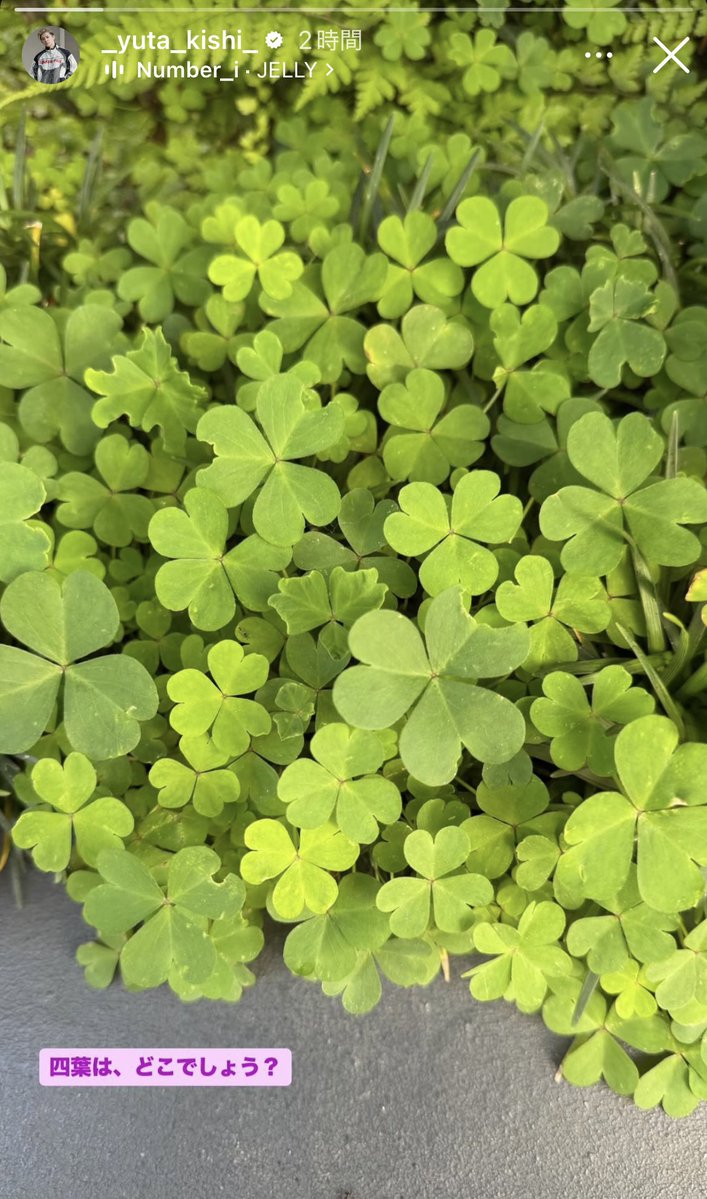 jon0311jin1030's tweet image. えっと、なんだろう。

岸くんてホントに天才なんだな。

人を楽しませる天才。

四葉がどこかはわからないけども。

#Number_i
#岸優太
#岸優太_Instagram