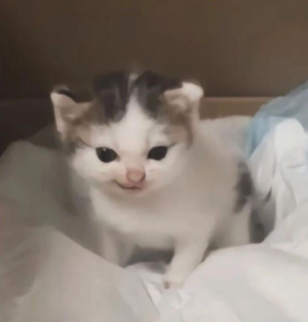 Mikazuki Arion 🌒【EOS】 tweet media