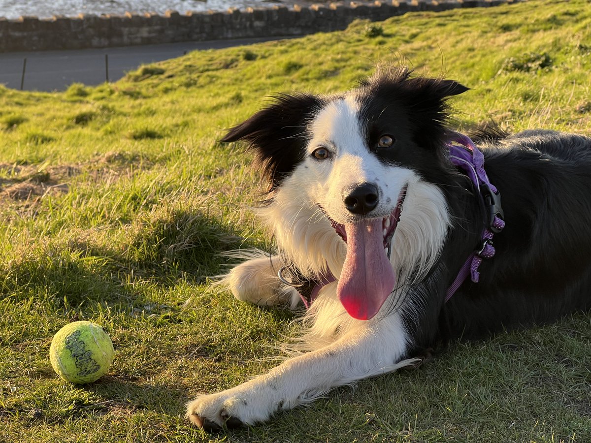 KinlochSusan's tweet image. Blackness #sunset #memories 🏴󠁧󠁢󠁳󠁣󠁴󠁿🐶🌄