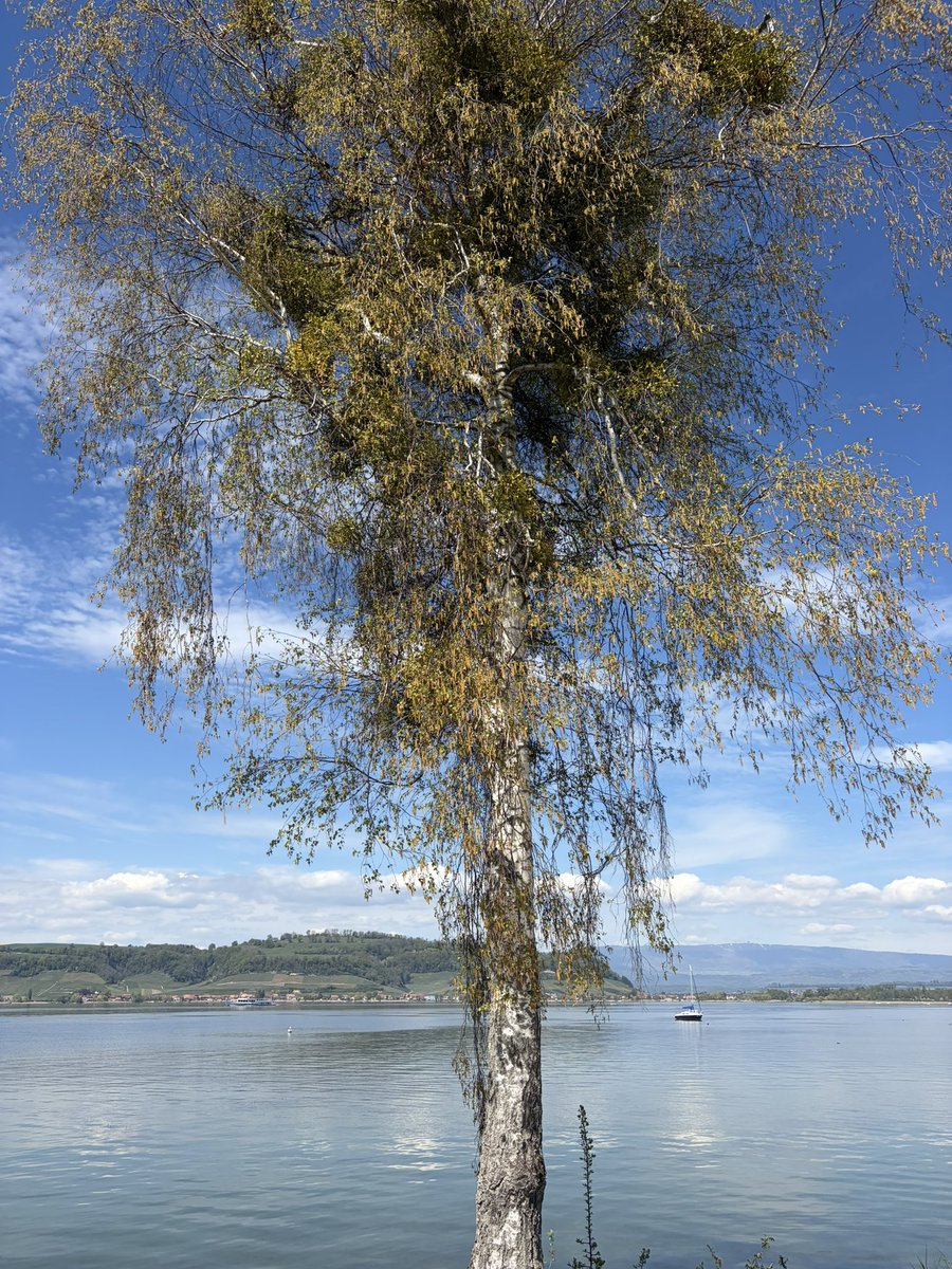 PinkTaxiRunner tweet media