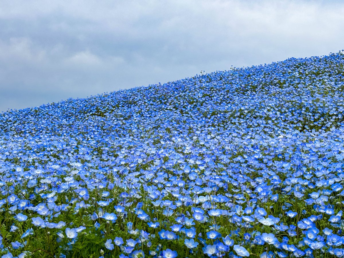 柳透🌴大阪応援VTuber🍶🐟 tweet media