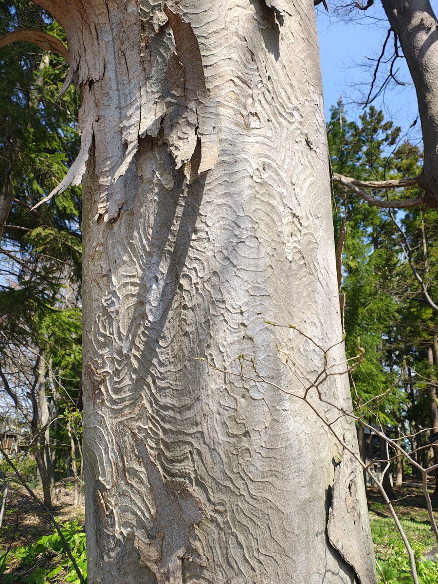 山河童 tweet media