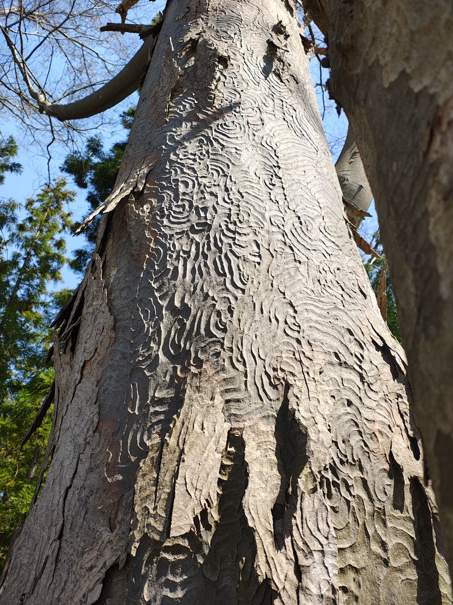 山河童 tweet media