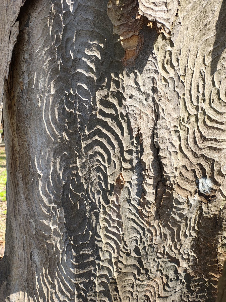 山河童 tweet media