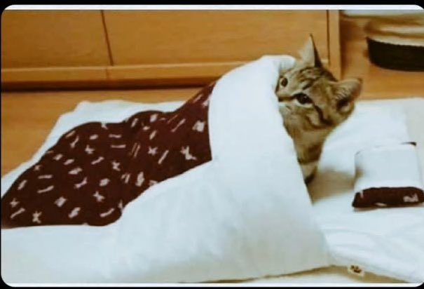 Śhàrîf tweet media